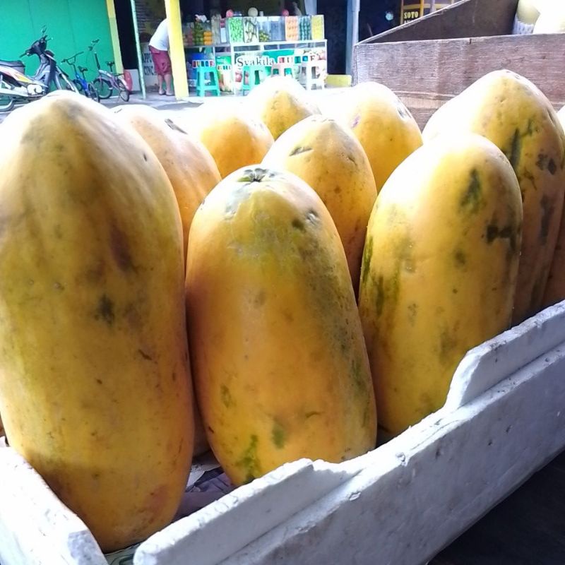 

pepaya California berat kurleb 1,5kg