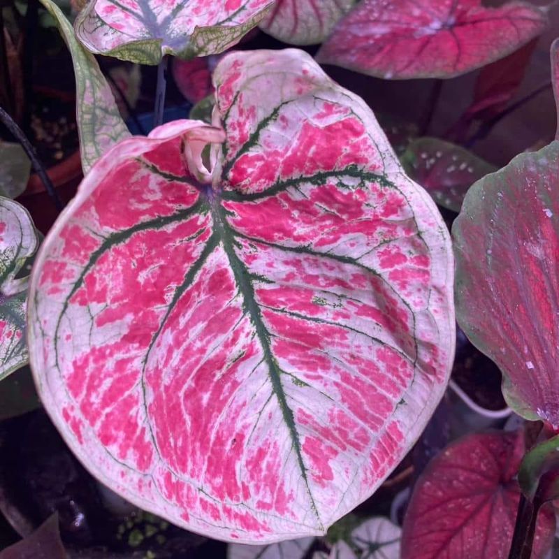 tanaman hias caladium hybrid silangan nagagini daun warna permen gemoy series