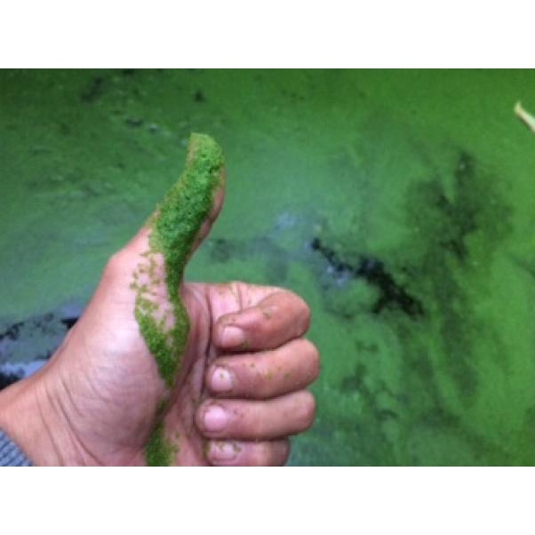 Bibit Wolffia pakan alternatif ikan&unggas [LR.21De22ᴹ]