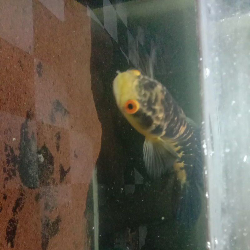 Yellow Maru Riau 22 cm