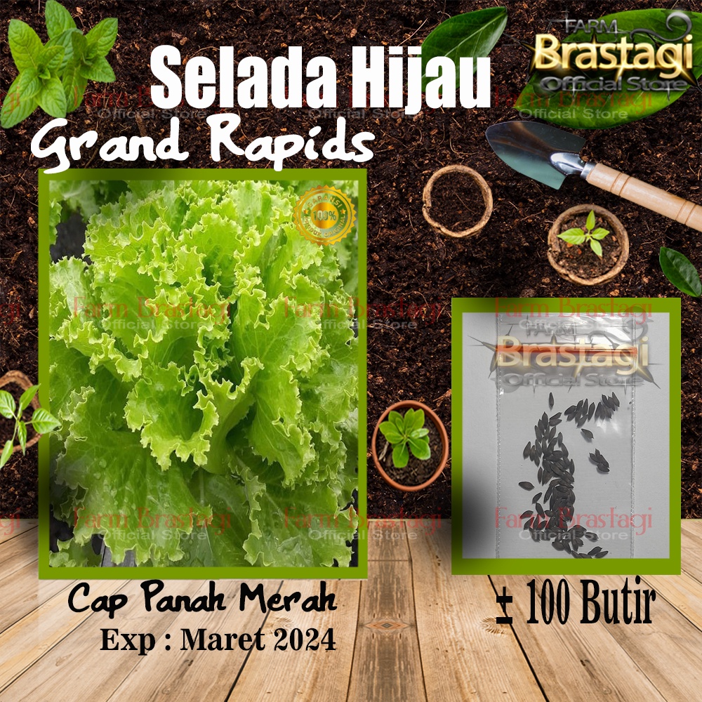 Jual 100 Biji Benih Selada Hijau Keriting Grand Rapids Hidroponik Bibit Unggul Sayur Sayuran