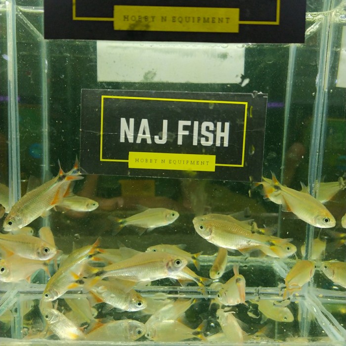 Ikan Buenos Aires Tetra Cakep Penghias Aquarium Aquascape Gojek Only