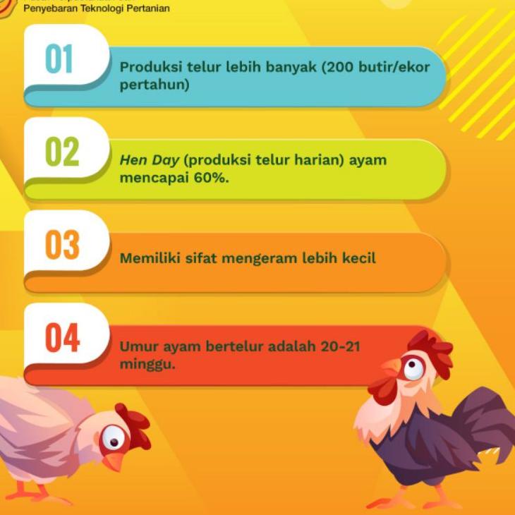 

ゟ Telur Ayam KUB 2 - Telur Tetas KUB 2 - Telur KUB 2 Fertil Untuk di Tetaskan じ