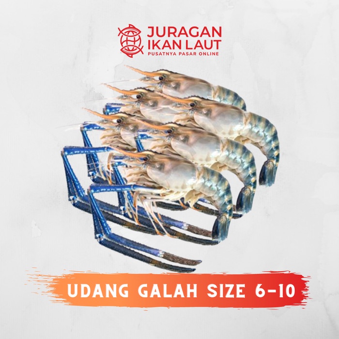 

Udang Galah Segar Besar - 1 Kilogram - Size 6 - 10