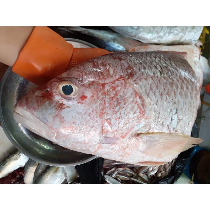 

kepala kakap merah