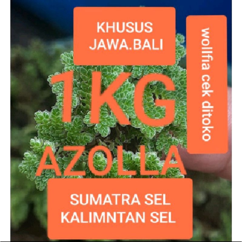 Azolla 1kg murah azola microphylla wolfia pakan ikan