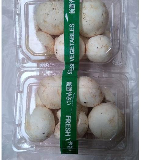 

TERMURAH Jamur Champignon / Kancing / Button ♔ 864