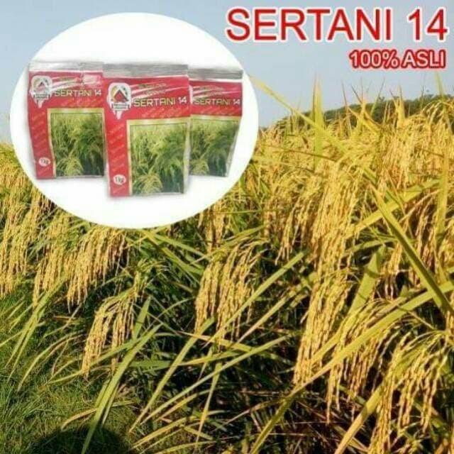 Benih Padi Sertani 14 Best Seller