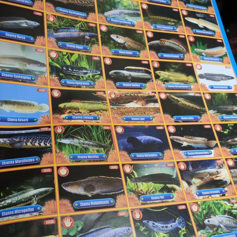 Gambaran Poster Motif ikan Chana 30 Lembar/ Kg