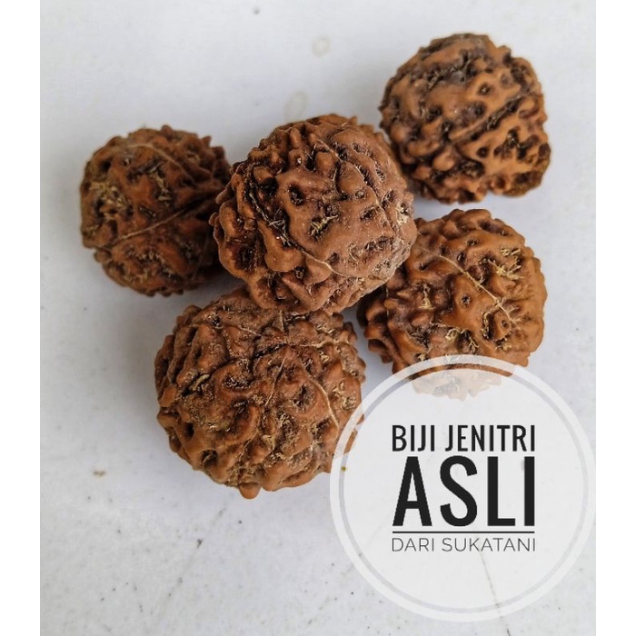 

BIJI GENITRI ATAU JENITRI UNTUK KESEIMBANGAN TUBUH