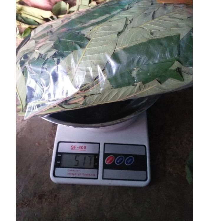 

[Q-2-Y ♫♪] DAUN SUNGKAI 500 gram herbal covid 19 harga pendemi-pasti dikirim