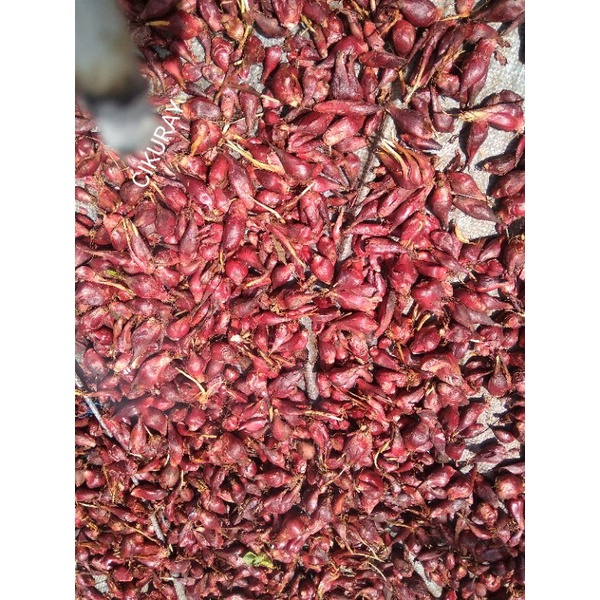 bawang dayak segar 1kg