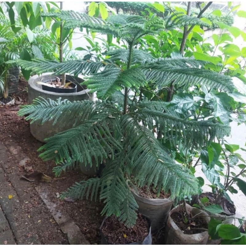 Tanaman Cemara Norfolk Tanaman Cemara Pentris Cemara Nerflis Pohon Cemara Norfolk Tinggi 1 Meter