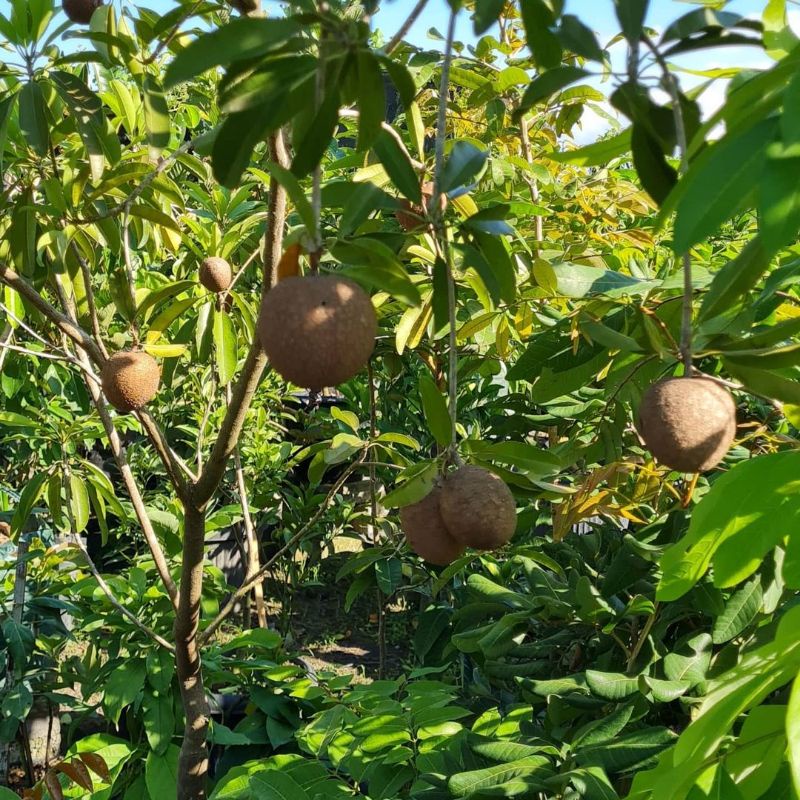 Pupuk Booster Organik Pelebat Buah Sawo Dan Perangsang Agar Cepat Berbuah