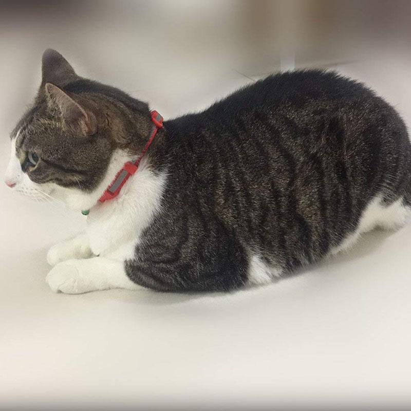 Kalung  kucing  Refleksi untuk Kucing