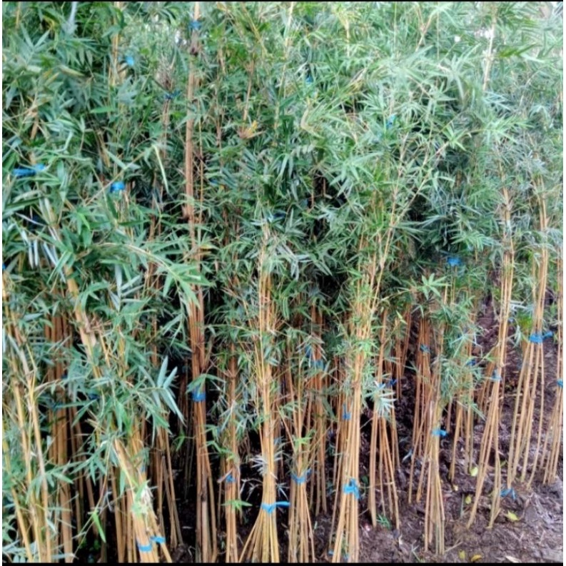 bambu klisik kuning / bambu kuning cina / bambu mini