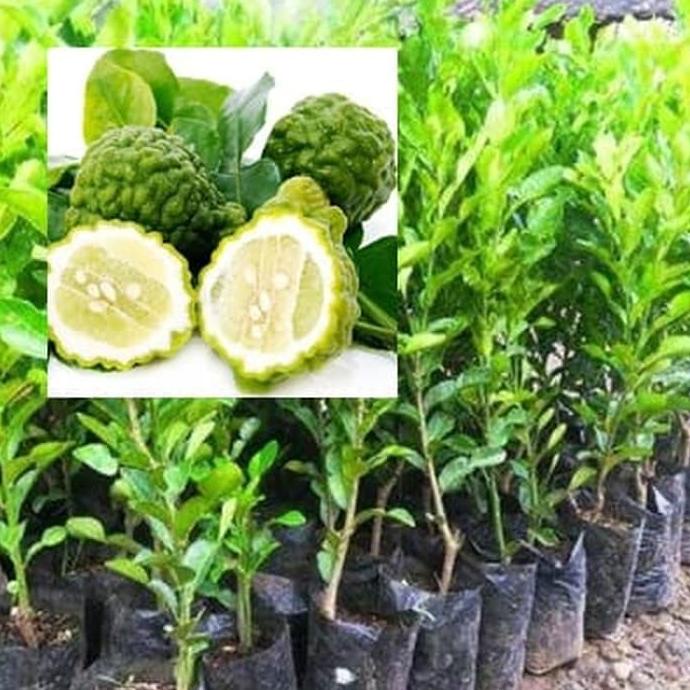 Bibit jeruk purut Tanaman jeruk purut Daun jeruk purut AAAA