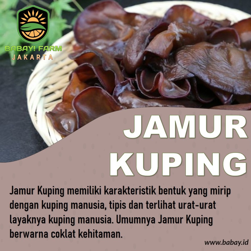 

Jamur Kuping