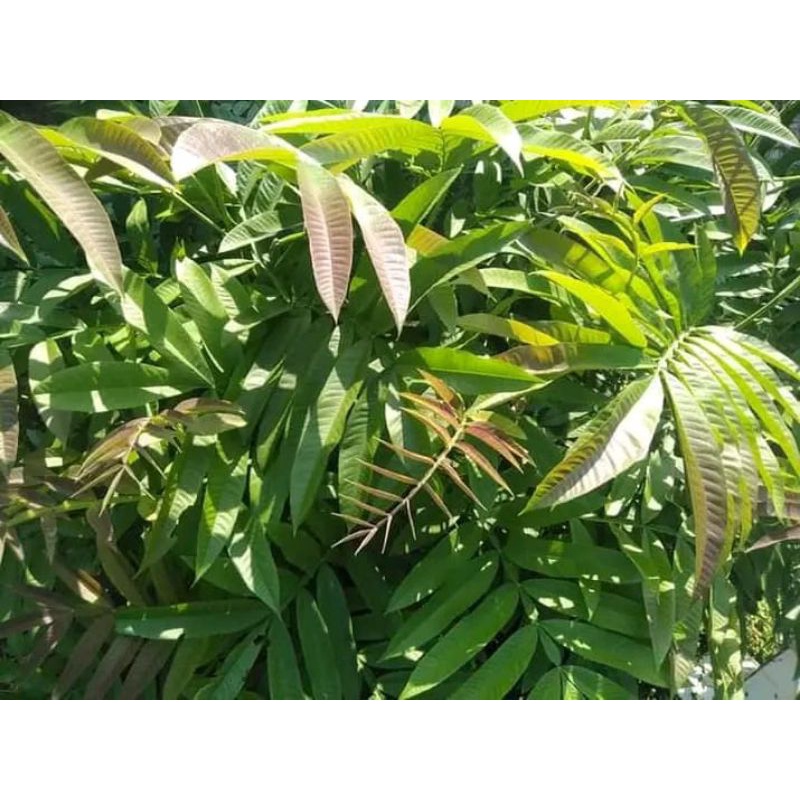 

Daun Sungkai Segar Herbal Fresh 500gram