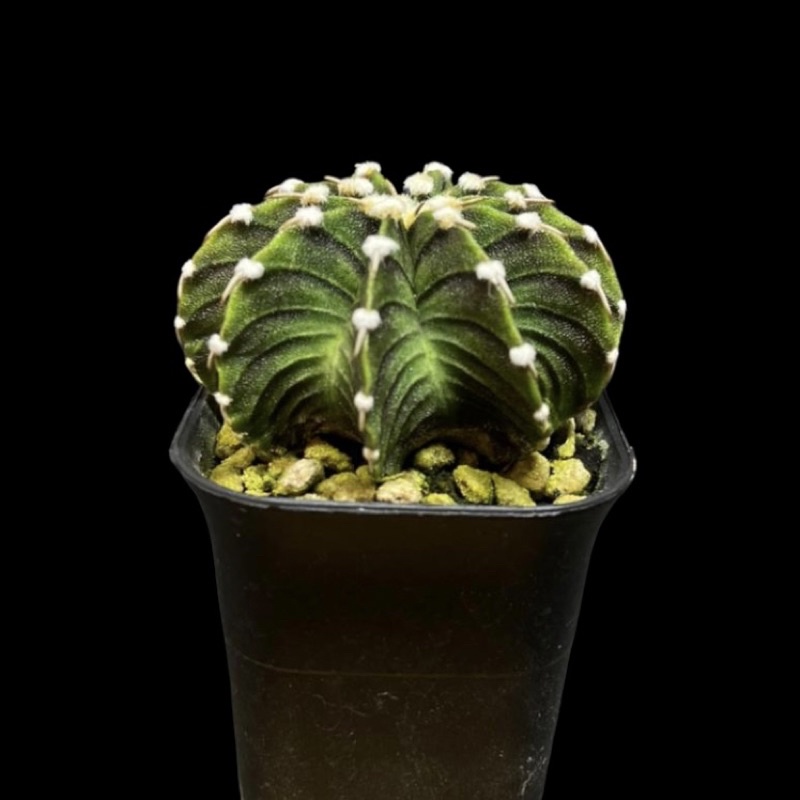 Kaktus Gymnocalycium VOS #1