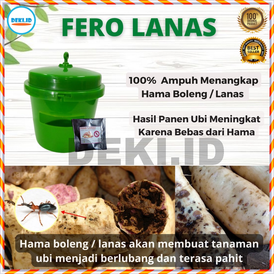 FeroLanas Feromon Pengendali Hama Boleng Tanaman Umbi Ubi Jalar Fero Lanas