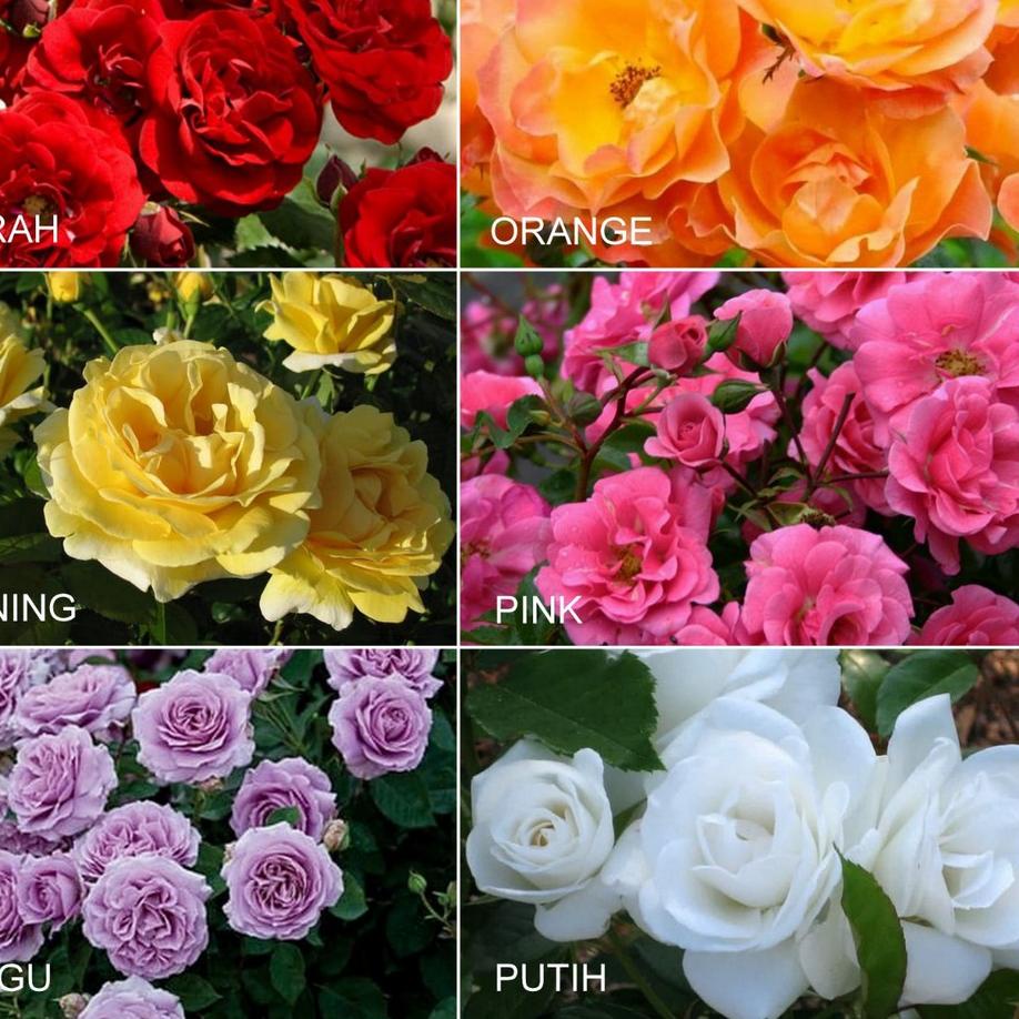 ㅃ Tanaman Mawar Floribunda merah berbunga - Tanaman Bunga Mawar Hidup Berlabel & Bergaransi ン