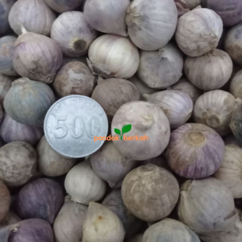 

Bawang Putih Tunggal Lanang Isi 500 Gr Ukuran Sedang Medium Besar Fresh