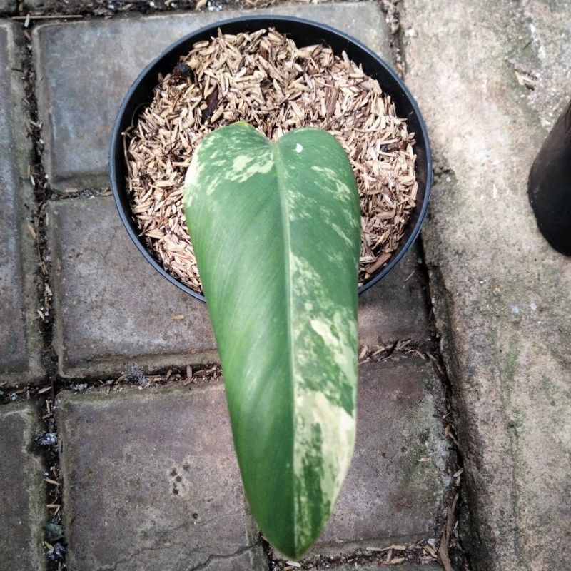 philidendeon domesticum