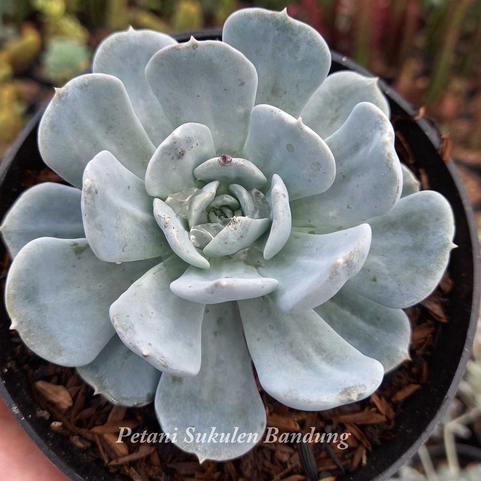 (No-N17T✓) PAKET KAKTUS cactus JUMBO Sekulen Sukulen GRATIS POT & Media tanaman hias hidup *bukan pl