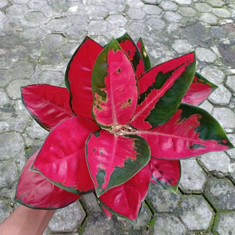 Aglonema Suksom Jaipong | Indukan (Real Picture)