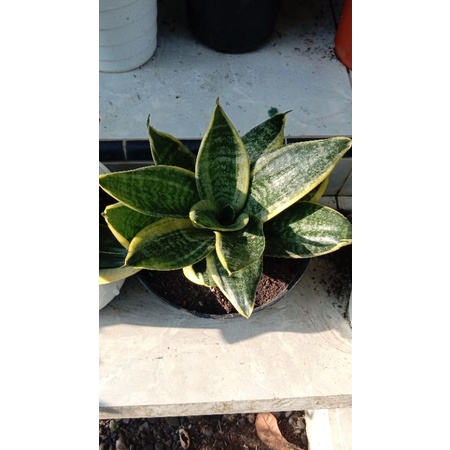 sensivera pusar bumi