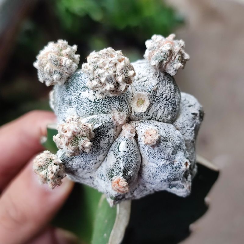 Kaktus Astrophytum Hakuun Cluster Graft