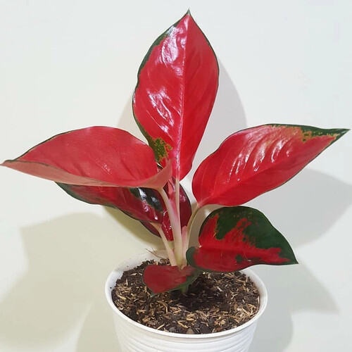 PROMO TANAMAN HIAS AGLONEMA SUKSOM JAIPONG ANAKAN / ANAKAN AGLONEMA SUKSOM JAIPONG/TANAMAN AGLONEMA 