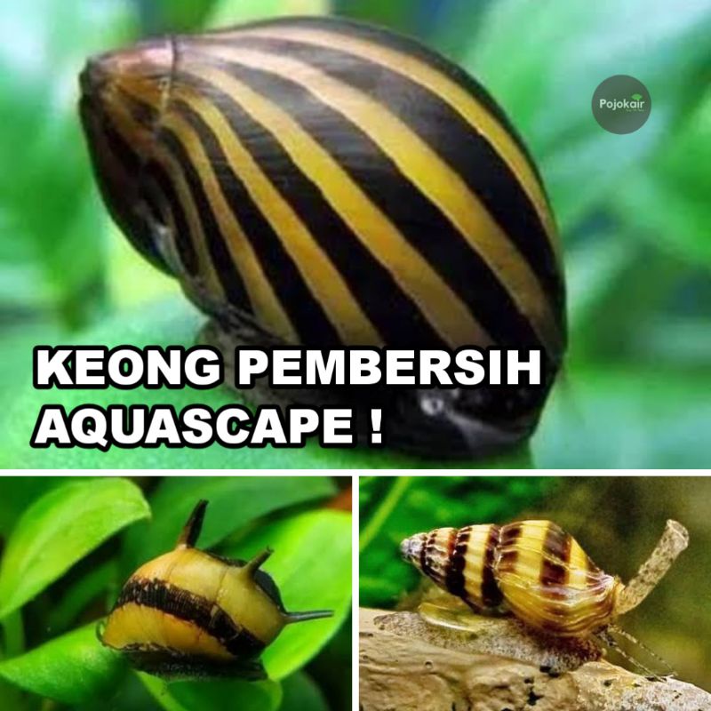 Keong Hias Aquascape pembersih Lumut Alga Aquarium