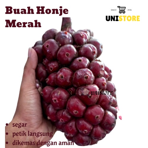 

Buah Kecombrang Merah Honje Laka Asli Organik