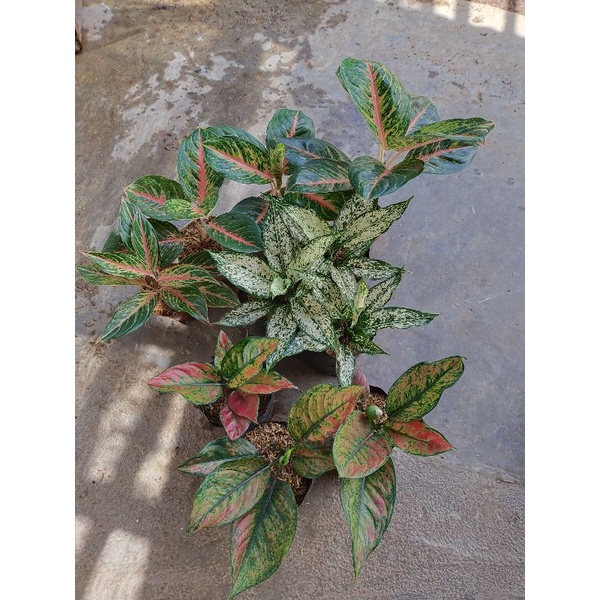 paket aglaonema