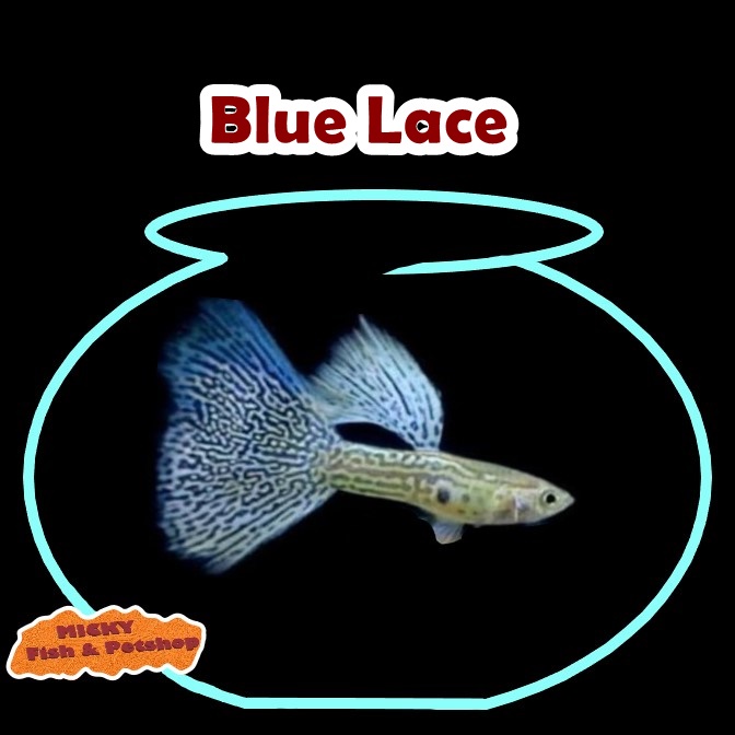 Guppy Blue Lace Indukan Jantan Grade