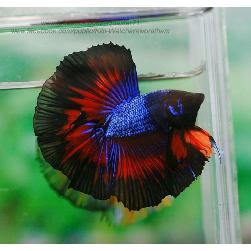 HALMOUN MALE SIZE L+