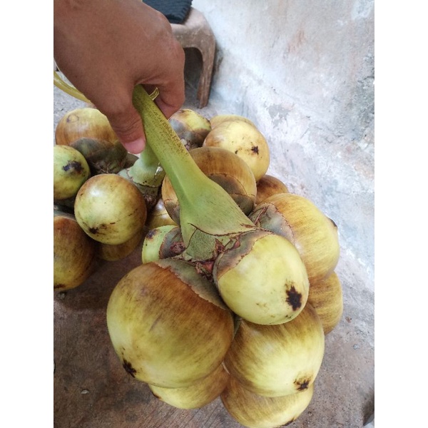 

Buah Lontar Khusus Pemetikan Yg Muda Fres,Disortir Hanya Yang Muda Saja(Dipetik Ketika Anda Beli)