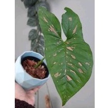 paket syngonium strawberry milk dan syngonium pink allution