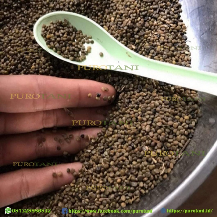 10 gram Benih Indigofera pakan ternak kambing 1700an biji