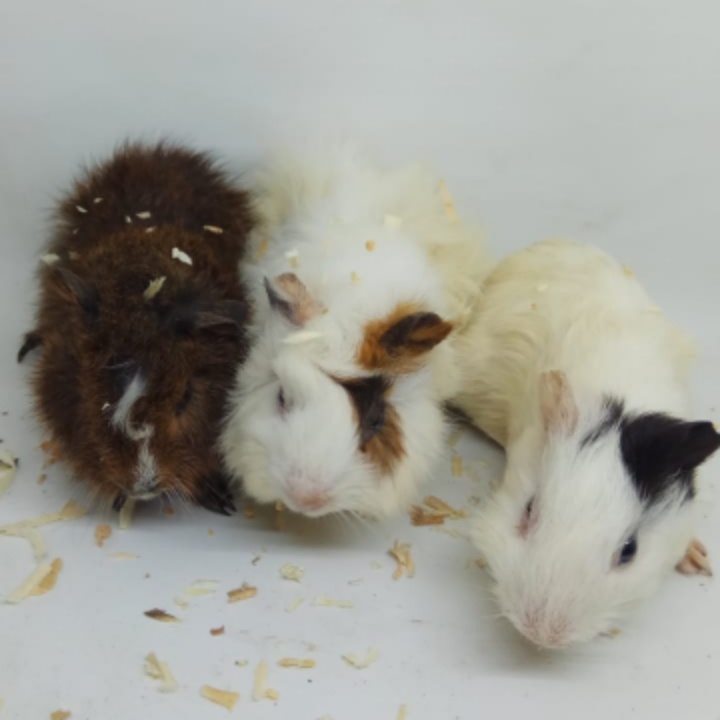 MARMUT GUINEA PIG BABY SEPASANG JANTAN BETINA JABODETABEK ONLY