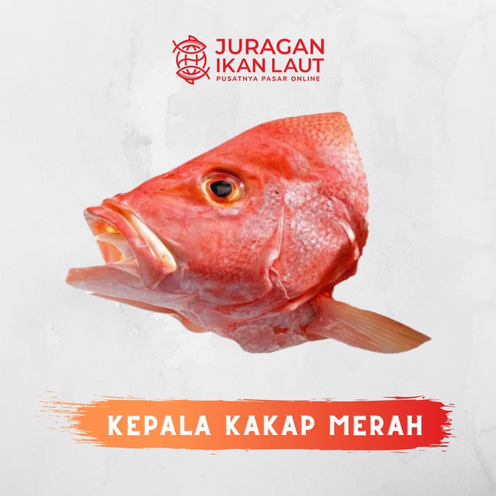 

Kepala Ikan Kakap Merah Segar Fresh Berkualitas - 1 Kepala