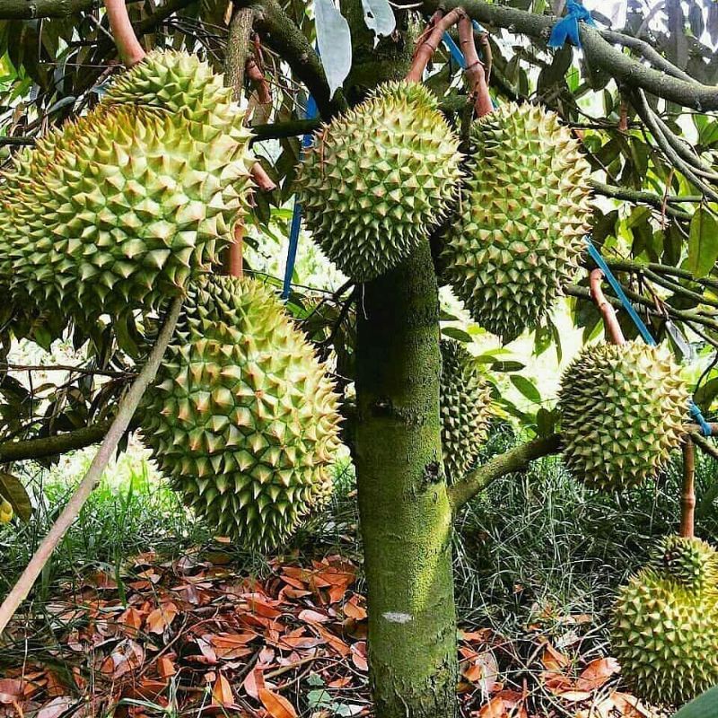 Pupuk Booster Organik Pelebat Buah Durian Dan Perangsang Agar Cepat Berbuah