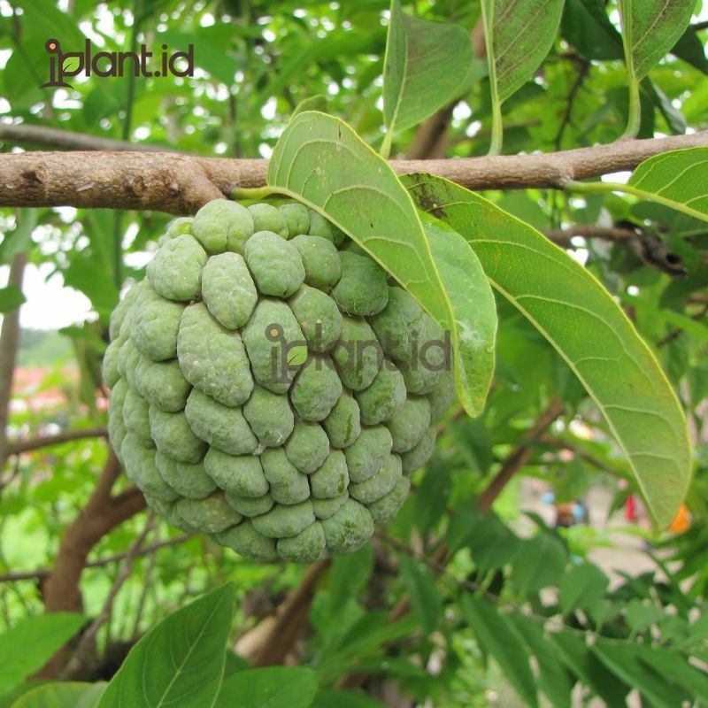 Pupuk Organik Pelebat Buah Dan Booster Surikaya Cepat Berbuah Lebat