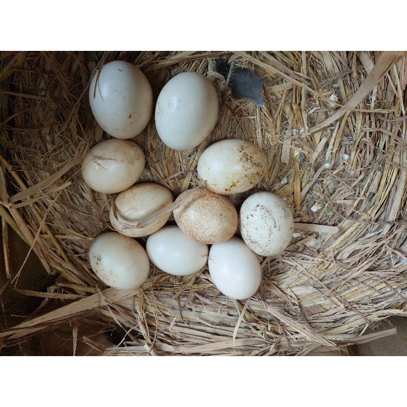 

Telur Ayam Kalkun Blue Slate