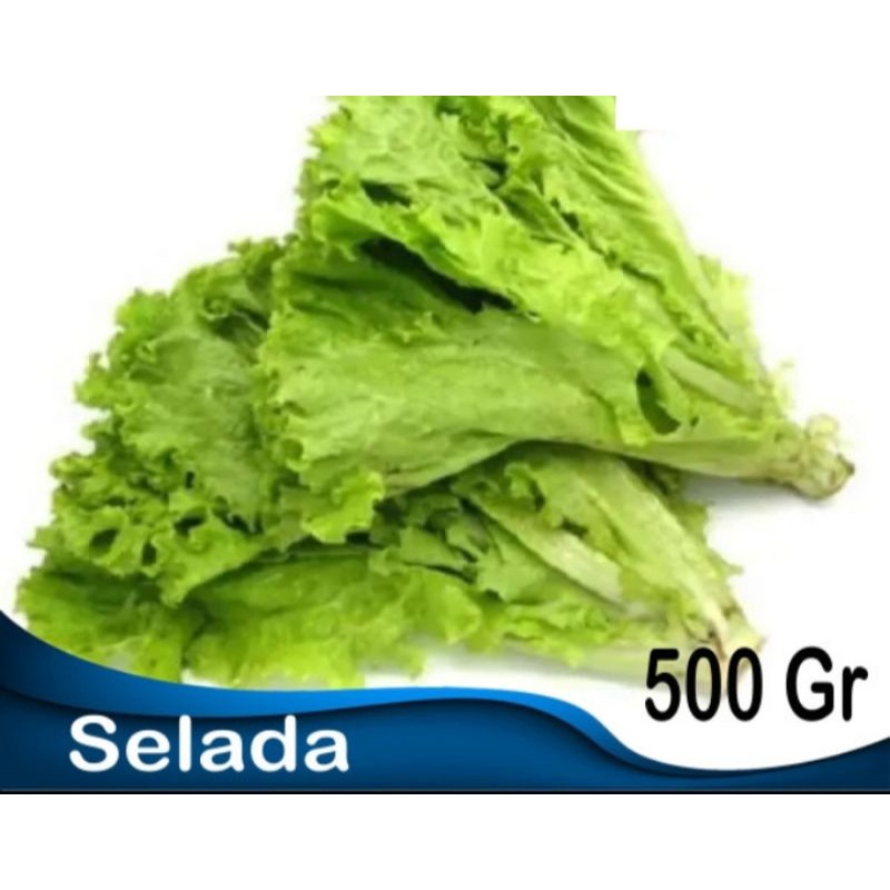 

Selada 500 gram