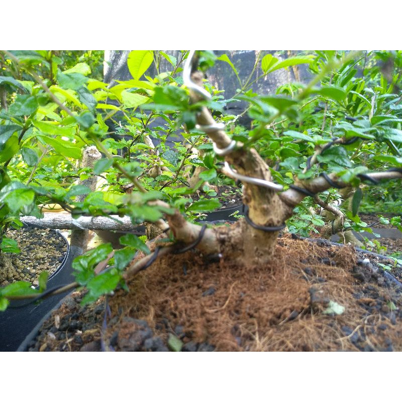 Jual Bahan Bonsai Hokiantea Shopee Indonesia