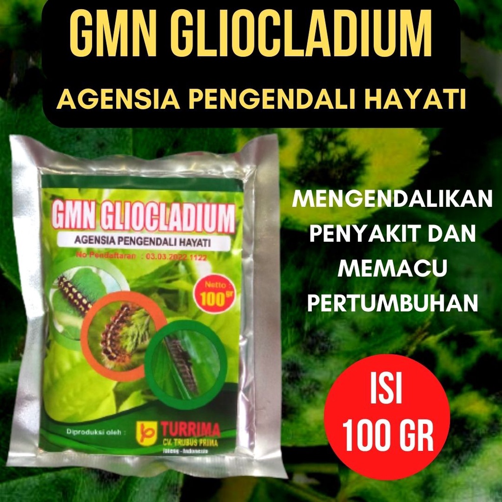 Gliocladium Fungisida Hayati Pengedendali Penyakit Tanaman, Obat Jamur Untuk Tanaman Jeruk