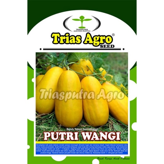 Timun suri Putri Wangi